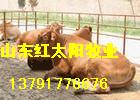 鲁西黄牛、利木赞牛、西门塔尔牛