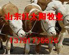 利木赞牛、鲁西黄牛、波尔山羊