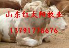甘肃波尔山羊养殖基地小尾寒羊养殖