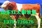 山东波尔山羊小尾寒羊养殖