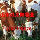 湖南畜牧网 肉牛羊养殖基地