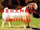 西门塔尔牛网波尔山羊网利木赞牛网