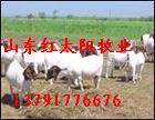 利木赞牛养殖基地波尔山羊养殖基地