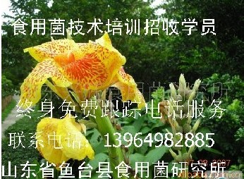 食用菌技术培训`食用菌菌种