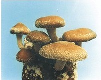 香菇菌种