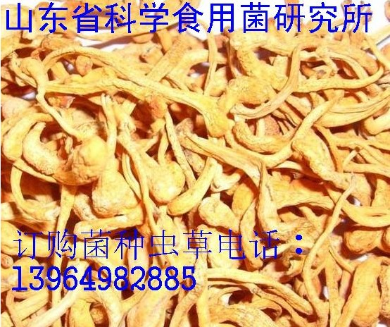 孢子头菌种