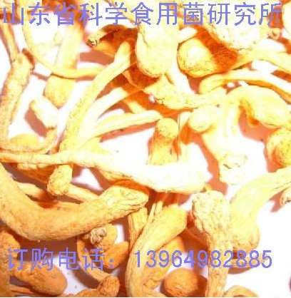 食用菌技术培训