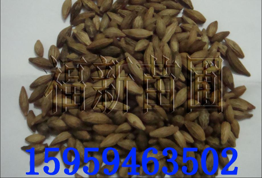 桂花种子 桂花种 桂花种子批发