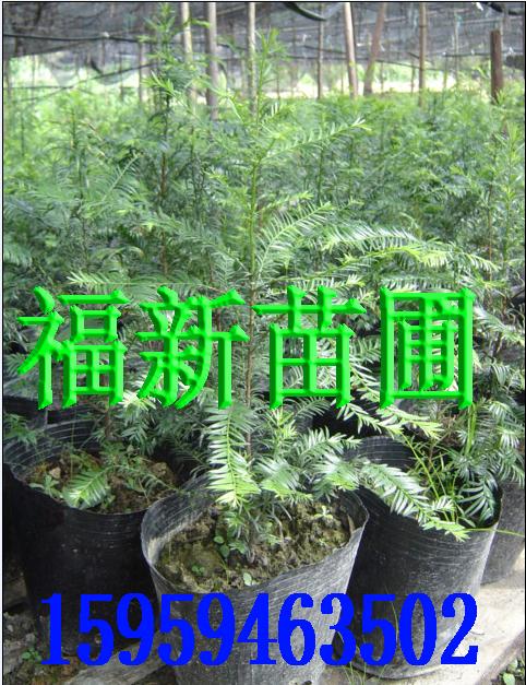 红豆杉盆景 曼地亚红豆杉苗