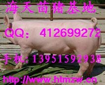 供应海天苗猪大降价啦