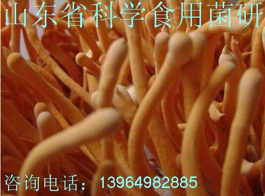 孢子头、北虫草