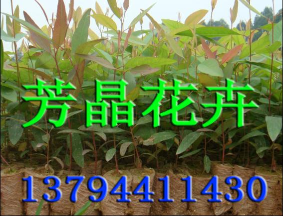 桉树扦插苗速生桉树耐寒桉树