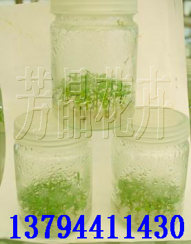 桉树组培苗 速生桉树 桉树种子