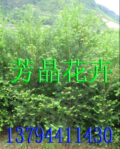 红豆杉红豆杉苗红豆杉种子