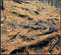 天津大量供应“地被草坪”“草坪植物”专用泥炭土 泥炭土价格