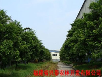 红豆杉绿化工程苗