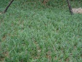 供应重庆麦冬（草）|重庆麦冬批发
