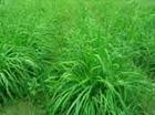 供应牧草种子 冬牧70 