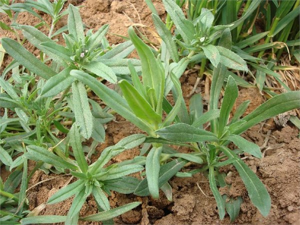 供应野菜种子 面条菜
