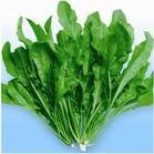 供应野生药用特菜 荠菜种子