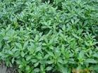 供应亦菜 亦药 亦茶——救心菜种苗
