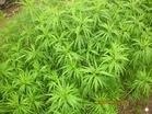 供应保健药用特菜 柳蒿种苗