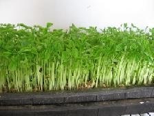供应芽苗菜松柳种子