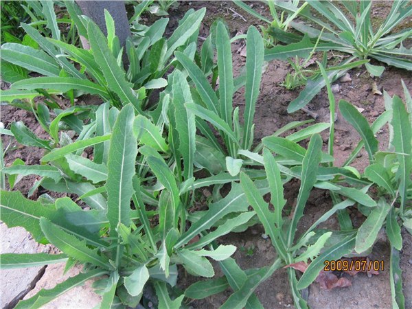 供应野生苦麻菜种子 
