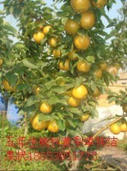 供应晚秋黄梨苗