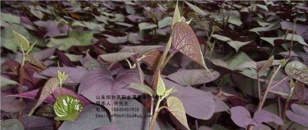 供应红薯苗