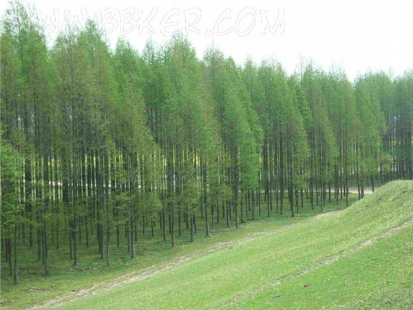 供应1-2年水杉树苗
