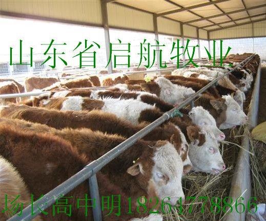 供应2012年肉牛犊价格养牛行情启航牧业养牛场
