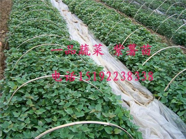 供应山东莱阳紫薯苗