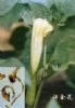 供应丁溴东莨菪碱