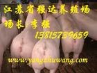 供应强达仔猪养殖场长白仔猪养殖行情小猪价格
