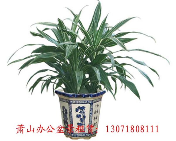 供应萧山花草租摆公司 绿色植物花卉租摆公司