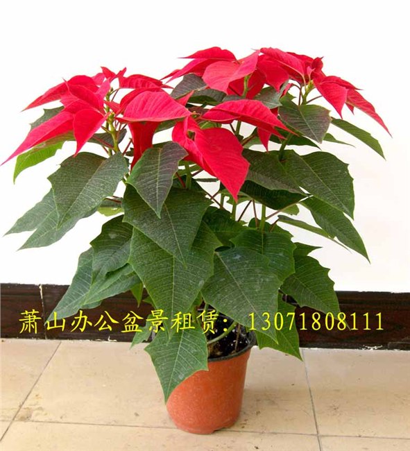 供应萧山花卉租摆 萧山绿植租摆 室内植物花卉租赁