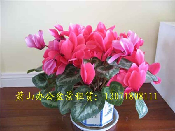 供应萧山办公室花卉租摆 萧山室内花卉租摆