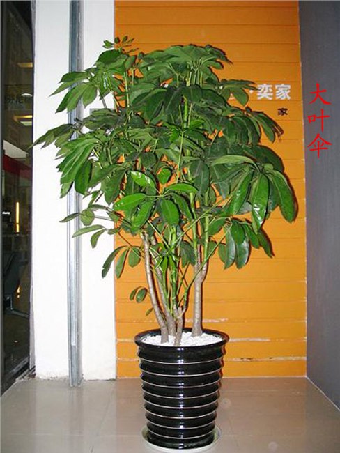 供应萧山酒店植物租摆公司 萧山酒店盆景摆放 专业盆景出租