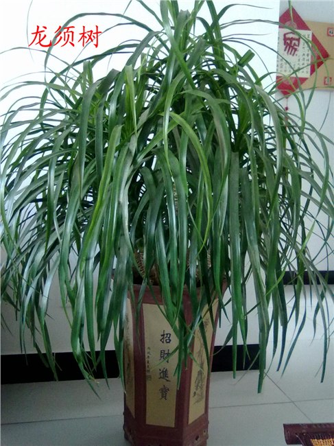 供应萧山花木租赁 萧山办公室租花卉 萧山办公室植物租赁