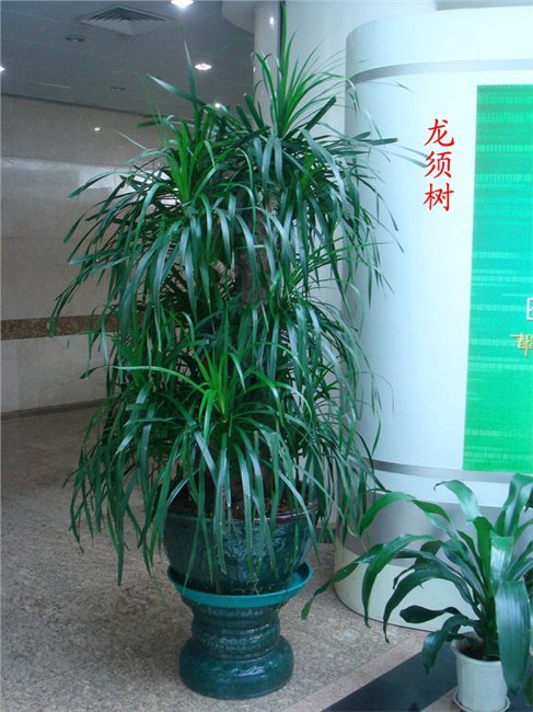 供应萧山盆景租赁公司 萧山植物租赁 萧山绿化出租