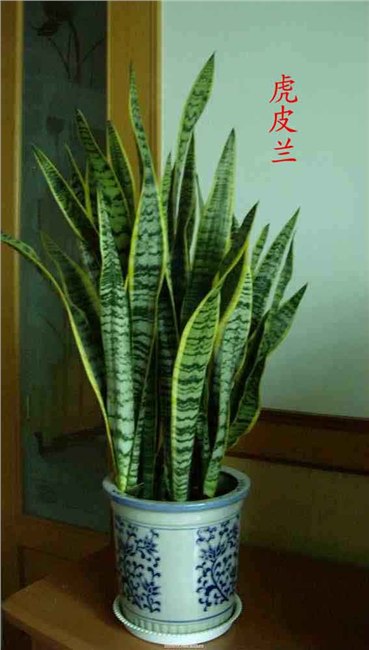 供应萧山盆栽租赁 萧山花草租赁 萧山租花公司