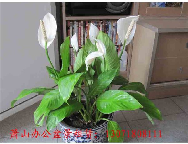 供应萧山植物租摆 萧山盆景出租 萧山绿化租赁