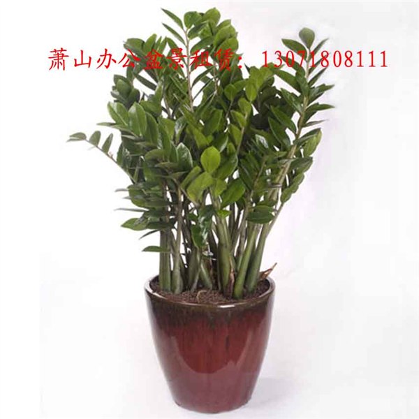 供应萧山出租植物 萧山出租花卉 萧山出租苗木 