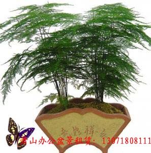 供应萧山租摆植物 萧山租花公司盆栽绿植品种齐全 