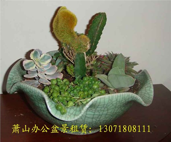 供应萧山盆景租摆花卉出租 绿化租摆月租绿植