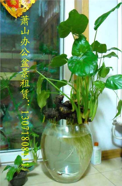 供应萧山花卉出租 萧山花卉出售 萧山花卉养护租赁