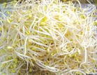 供应生产绿豆黄豆芽机械全自动豆芽机北京豆芽机厂家