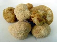 供应四会市金润猴头菇