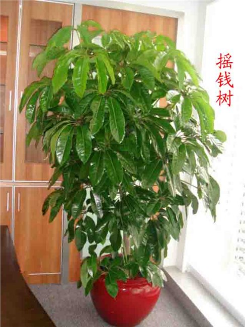 供应萧山花木租赁  萧山花草庆典